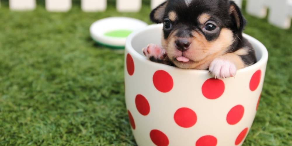 Adotar cachorro: 10 motivos para você adotar um cachorro