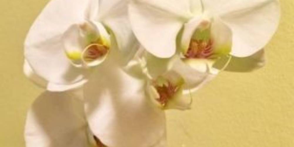 Como manter uma orquídea viva e fazê-la florescer novamente