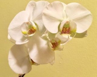 manter uma orquídea viva